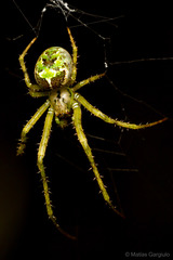 Allende nigrohumeralis