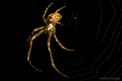 Allende nigrohumeralis