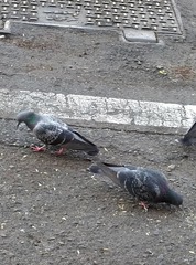 Columba livia domestica