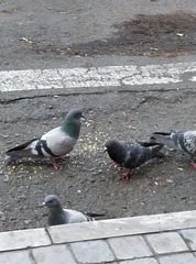 Columba livia domestica