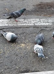 Columba livia domestica