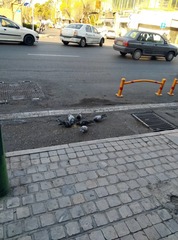 Columba livia domestica