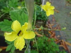 Ceratina perforatrix pyramidalis