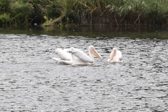 Pelecanus onocrotalus