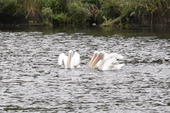 Pelecanus onocrotalus