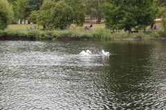 Pelecanus onocrotalus