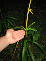 Lilium pardalinum pardalinum