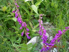 Hedysarum caucasicum