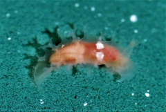 Tritonicula myrakeenae