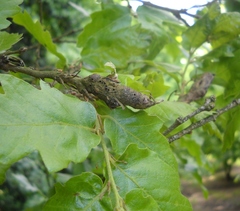 Pseudoneuroterus macropterus