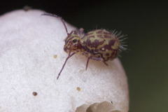Ptenothrix beta