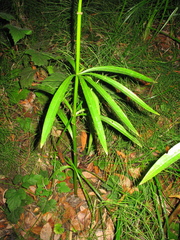 Lilium pardalinum pardalinum