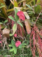 Euphorbia milii