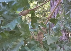 Pseudoneuroterus macropterus