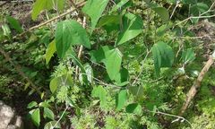Passiflora candollei