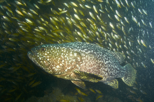 Giant grouper
