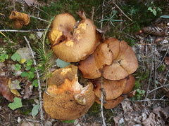 Suillus tridentinus