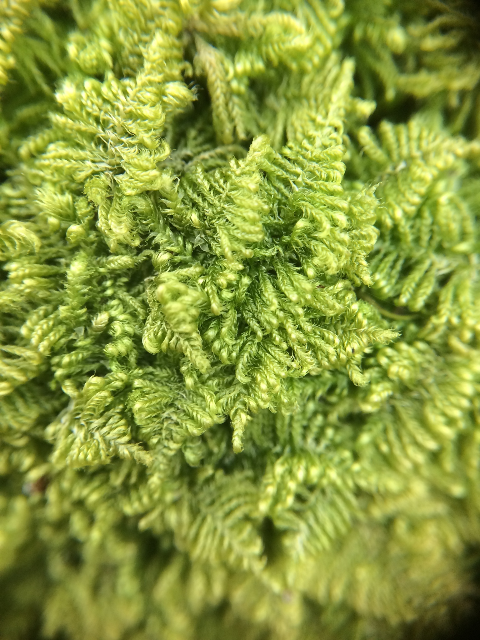 Ctenidium molluscum