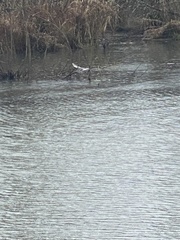 Podiceps auritus