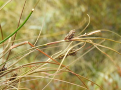 Carex petriei