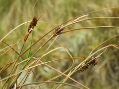 Carex petriei