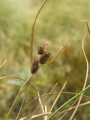 Carex petriei