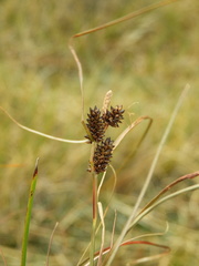 Carex petriei