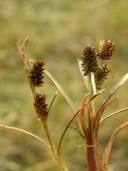 Carex petriei