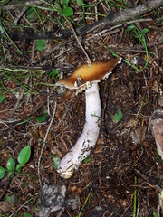 Cortinarius stillatitius