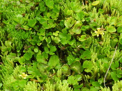 Caltha obtusa