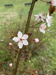 Prunus