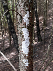 Exidiopsis calcea