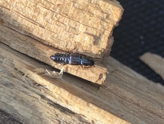 Coprophilus striatulus