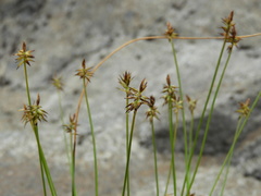 Carex cephalotes