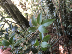 Ilex hayataiana