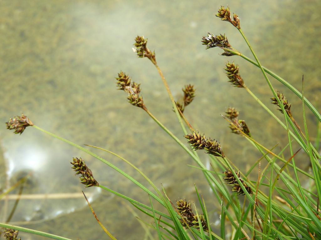 Carex sect. Glareosae