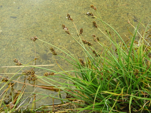 Carex lachenalii iNat (1)