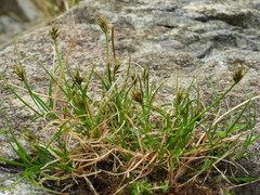 Carex drucei