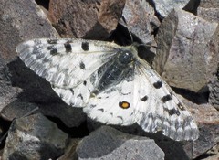 Parnassius behrii