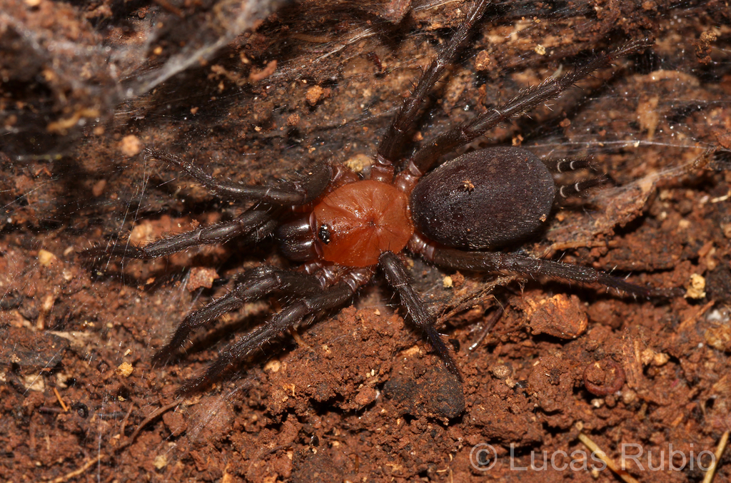 Diplura paraguayensis