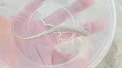 Mesalina brevirostris