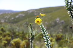 Osteospermum imbricatum