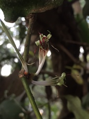 Helicanthes elastica
