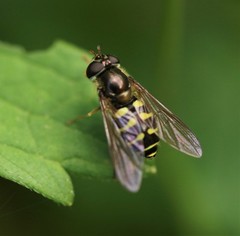 Dasysyrphus venustus