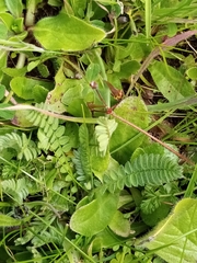 Ornithopus perpusillus