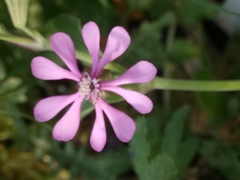 Silene secundiflora image