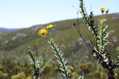 Osteospermum imbricatum