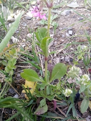 Silene secundiflora image