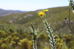 Osteospermum imbricatum