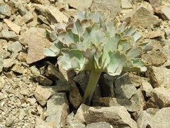 Ranunculus pilifera